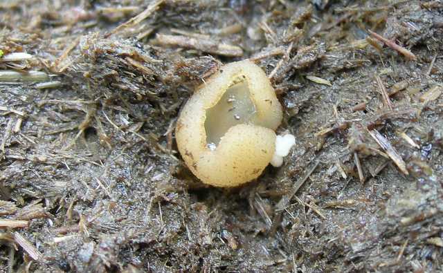 Una peziza nel sacco e altre specie primaverili